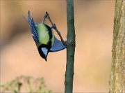 07_DSC2644_Great_Tit_trick_display_44pc