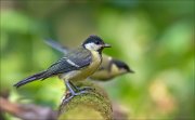 11_DSC4047_Great_Tit_out_of_rhythm_80pc