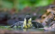 11_DSC4951_Great_Tit_overlord_73pc