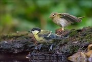 11_DSC4969_Great_Tit_ft_Chiffchaff_prey_on_69pc2