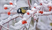 12_DSC1586_Great_Tit_confusion_76pc