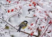 12_DSC1596_Great_Tit_ice_kingdom_101pc