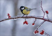 12_DSC1839_Great_Tit_ice_elgantine_95pc