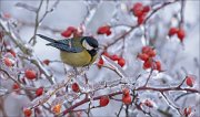 12_DSC1900_Great_Tit_freezing_captivity_90pc