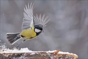 12_DSC1971_Great_Tit_abduction_90pc