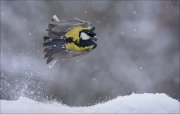 12_DSC2241_Great_Tit_blast-off_89pc