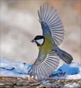 12_DSC2767_Great_Tit_great_turn_57pc