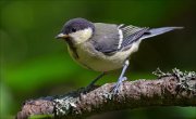 14_DSC1892_Great_Tit_padded_65pc