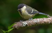 14_DSC2099_Great_Tit_puerile_72pc