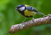 14_DSC2813_Great_Tit_insolence_73pc