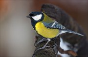 16_DSC2850_Great_Tit_humped_86pc