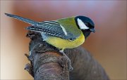 16_DSC3372_Great_Tit_smug_68pc