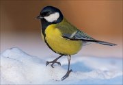 16_DSC3690_Great_Tit_frigid_95pc