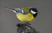 16_DSC4585_Great_Tit_moony_71pc