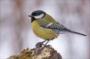 21_DSC7707_Great_Tit_footy_75pc