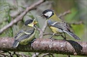 22_DSC3994_Great_Tit_forage_55pc