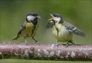 22_DSC4042_Great_Tit_whimsy_60pc