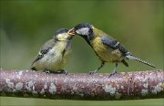 22_DSC4078_Great_Tit_injection_69pc