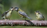 22_DSC4083_Great_Tit_injustice_98pc