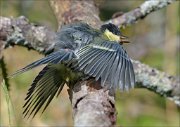 23_DSC6826_Great_Tit_solar_68pc