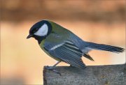 P1180391_tit_contrlight