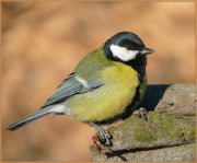 P1190342_Parus