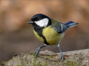 P1200220_great_tit_amazing