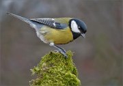 P1560126_tit_on_moss_perch