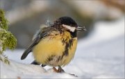 P1560315_wounded_tit