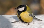 P1570827_Great_Tit_crying_59pc