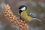 P1580071_Great_Tit_on_feltwrot_70pc