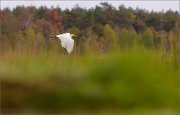 02_DSC8509_Great_White_Egret_autumn_breath_64pc