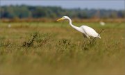 05_DSC5999_Great_White_Egret_seeking_prey_52pc