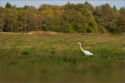 05_DSC6009_Great_White_Egret_autumn_entrance_100pc