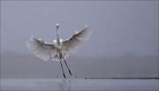 11_DSC8919_Great_White_Egret_outburst_42pc