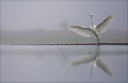 11_DSC8928_Great_White_Egret_grace_75pc