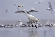 11_DSC8972_Great_White_Egret_vagrant_86pc