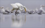 11_DSC8991_Great_White_Egret_doit_41pc