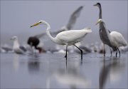 11_DSC9015_Great_White_Egret_sneaking_69pc