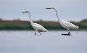 11_DSC9278_Great_White_Egret_replica_86pc