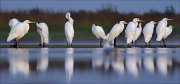 11_DSC9423_Great_White_Egret_anticipation_65pc