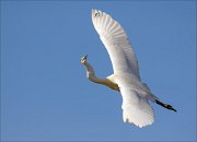 15_DSC3146_Great_White_Egret_swirl_42pc