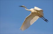 15_DSC3156_Great_White_Egret_plea_61pc