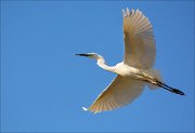 15_DSC3157_Great_White_Egret_intimidation_77pc