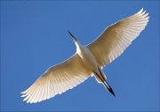 15_DSC3190_Great_White_Egret_gamut_56pc