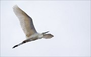 15_DSC3795_Great_White_Egret_lucid_35pc