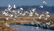 16_DSC5732_Great_White_Egret_occupied_37pc