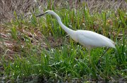 17_DSC3195_Great_White_Egret_leafage_65pc