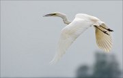 17_DSC3220_Great_White_Egret_flee_36pc