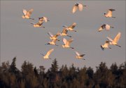 19_DSC2705_Great_White_Egret_party_38pc